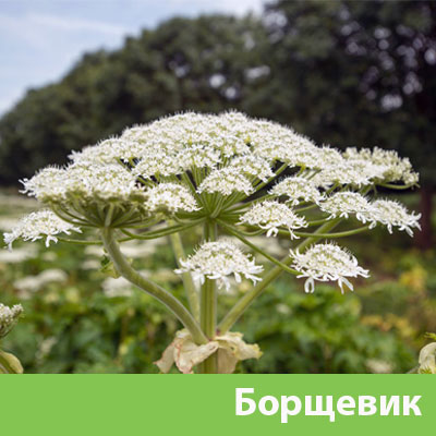 Уничтожение сорняка в Ханты-Мансийске