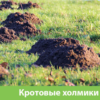 Кроты на участке в Ханты-Мансийске