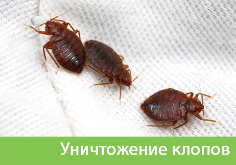 Уничтожение клопов в городе Москва