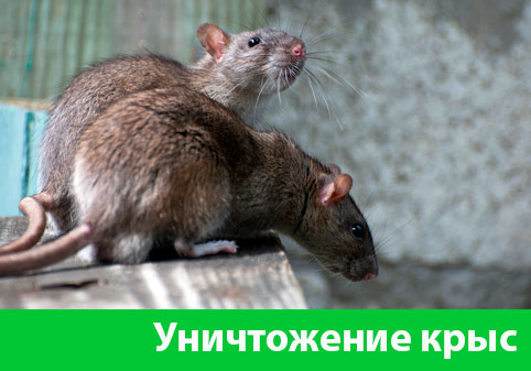 Уничтожение крыс в городе Москва