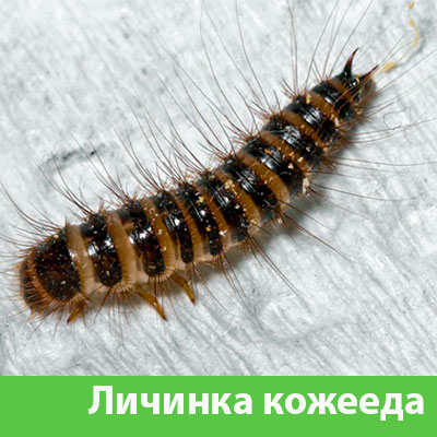 Личинка Кожееда в Ханты-Мансийске