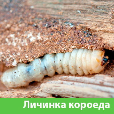 Уничтожение личинок короеда в Ханты-Мансийске