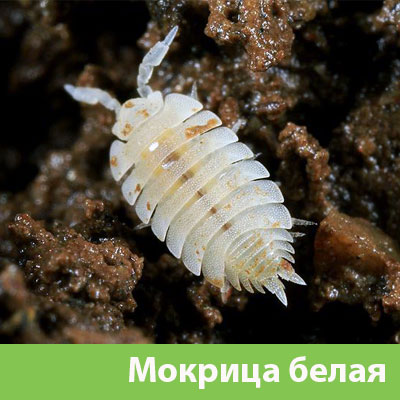Мокрица в Ханты-Мансийске фото