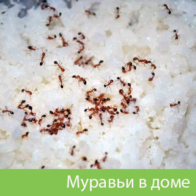 Муравьи в доме в Ханты-Мансийске