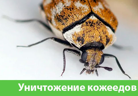 Обработка от кожееда в городе Москва 