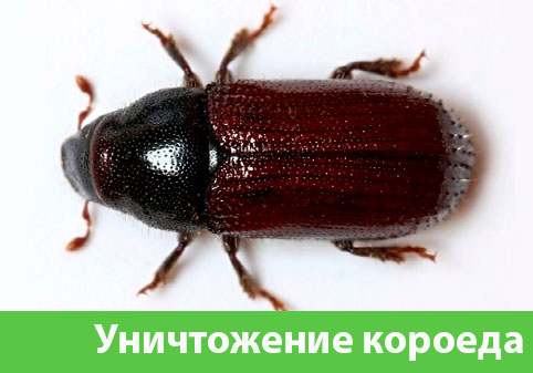 Обработка от древоточца в городе Москва