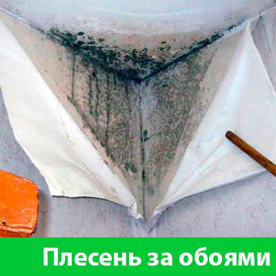 Удаление плесени в Ханты-Мансийске