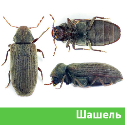 Обработка от шашеля в городе Москва