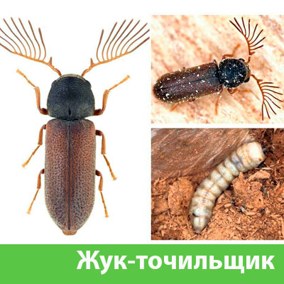 Уничтожение точильщика и личинок в Ханты-Мансийске