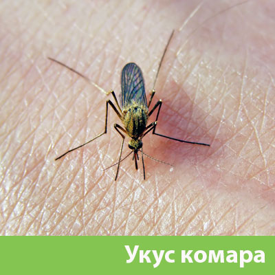 Укусы комаров в Ханты-Мансийске