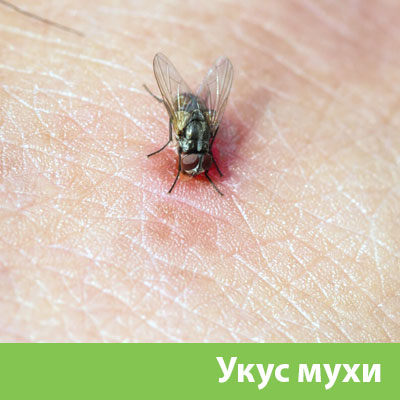 Уничтожение мух в Ханты-Мансийске