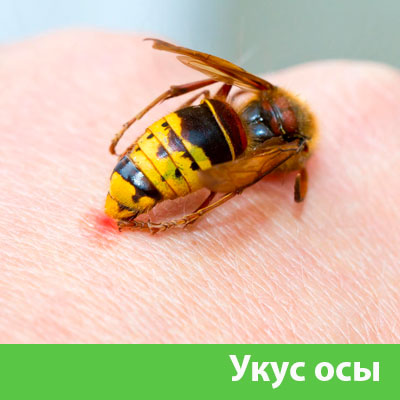 Профессиональное уничтожение ос и шершней в Ханты-Мансийске