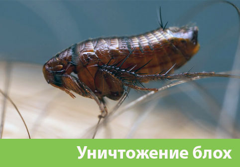 Уничтожение блох в городе Москва