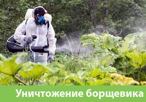 Уничтожение Борщевика в городе Москва