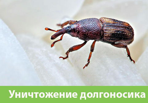 Уничтожение долгоносиков в городе Москва