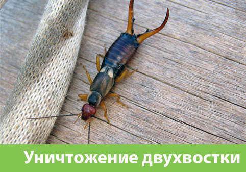 Уничтожение двухвостки в городе Москва