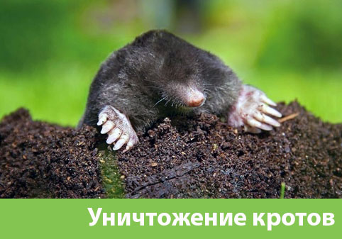 Уничтожение кротов в городе Москва