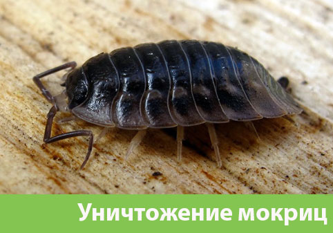 Мокрицы в квартире в городе Москва