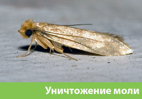 Уничтожение моли в городе Москва 