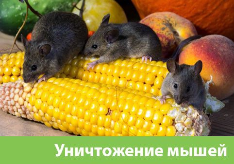 Уничтожение мышей в Ханты-Мансийске