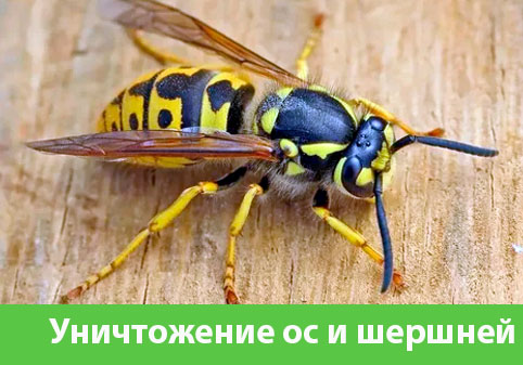 Уничтожение ос и шершней в городе Москва